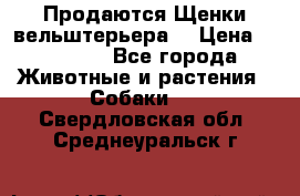 Продаются Щенки вельштерьера  › Цена ­ 27 000 - Все города Животные и растения » Собаки   . Свердловская обл.,Среднеуральск г.